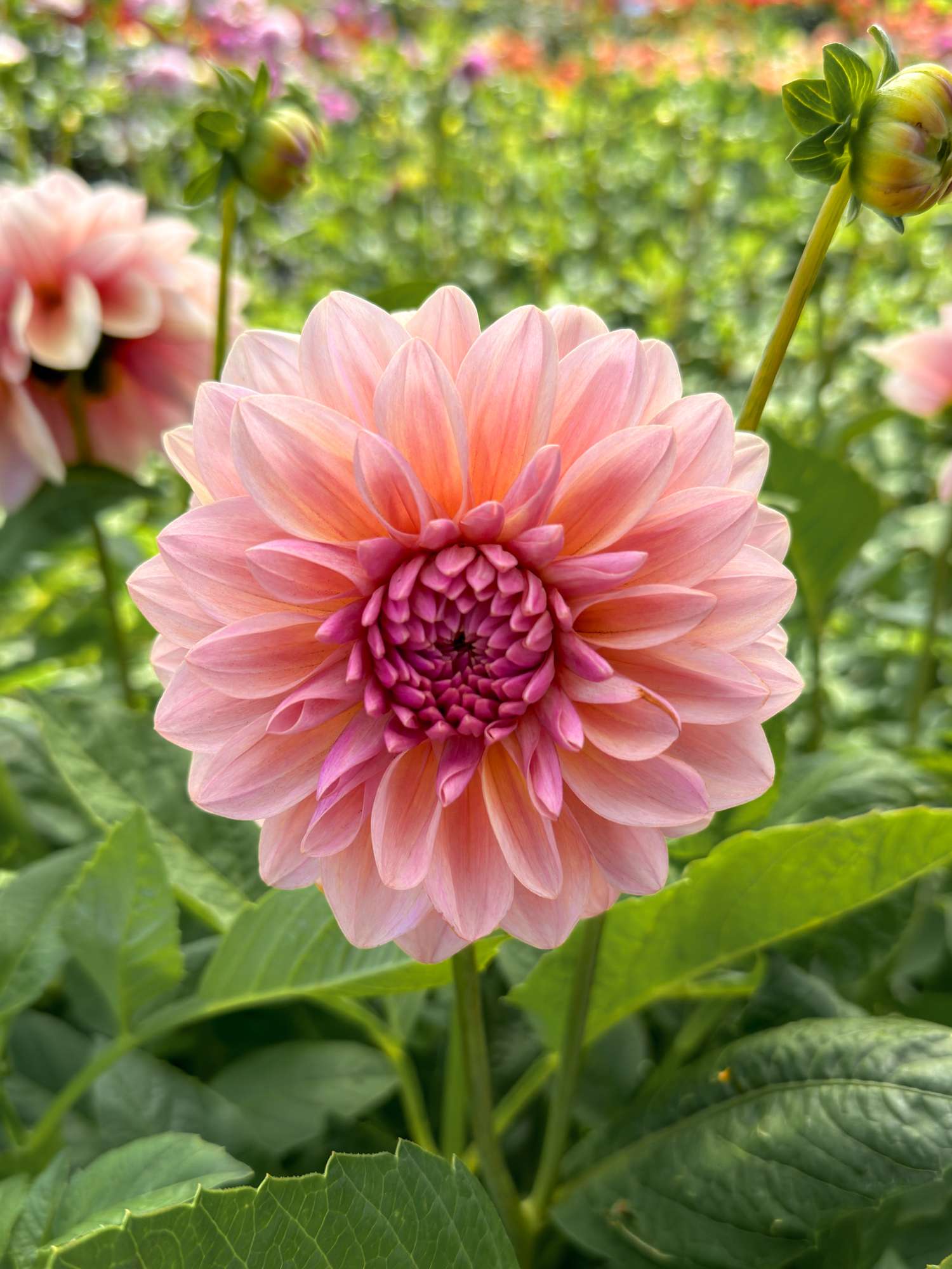 Dahlie 'Sturm Sweet Maria'